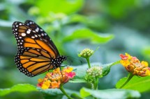 How to Attract Birds and Butterflies to Your Wildlife-Friendly Garden Habitat