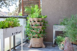 Maximize Your Space with Successful Container Gardening: Top Tips